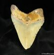 Megalodon Tooth From SC #837-2